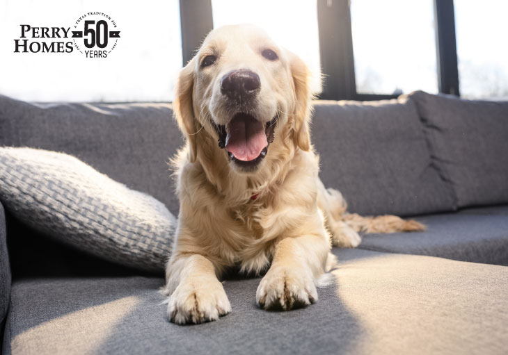 golden retriever dog sprawled out on grey upholstered couch with throw pillow and sunlight coming in through windows