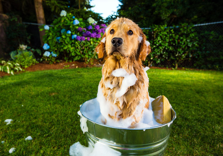 Keeping Your Home Clean When You Have Pets | Perry Homes