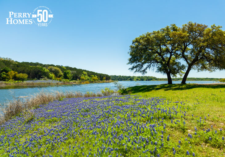 texas blubonnets in field next to a river with clear blue sky and two mature trees during spring