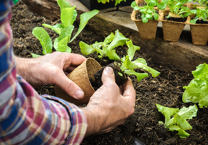 Vegetable Planting Calendar Fort Worth Texas