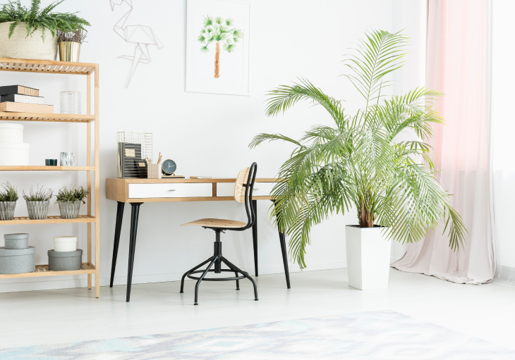 plain white room with potted palm plant next to window, natural wood modern writing desk and chair next to simple bookshelf