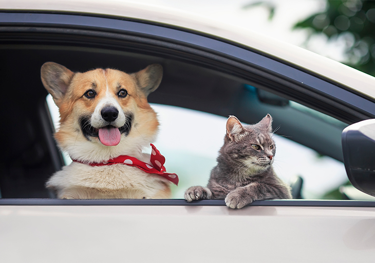 corgi puppy and cute tabby cat stick their muzzles and paws out of the car window during their cross-country move