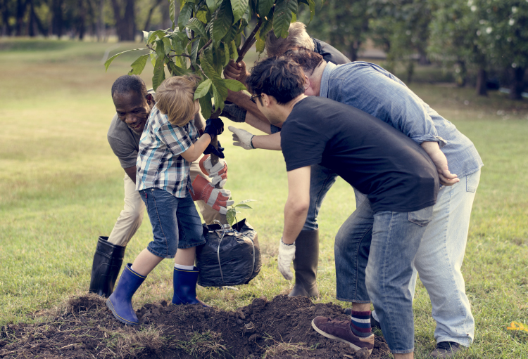 A group of people plant a tree in a grassy field.
