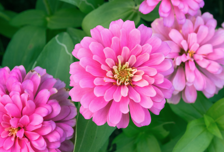 Three bright pink flowers with green leaves in the background.